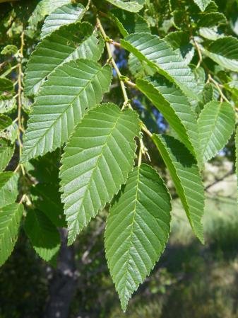 Siberian Elm