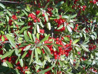 Silver Buffaloberry