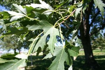 Silver Maple