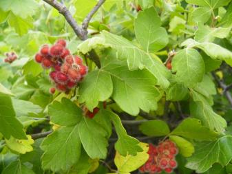 Skunkbush Sumac