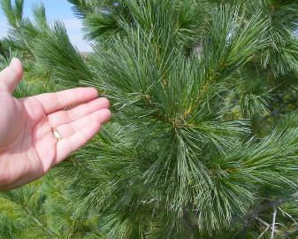 Southwestern White Pine