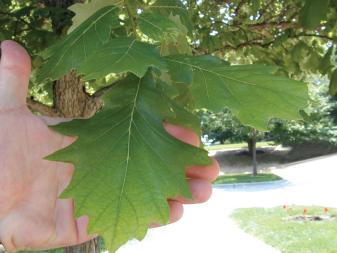 Swamp White Oak