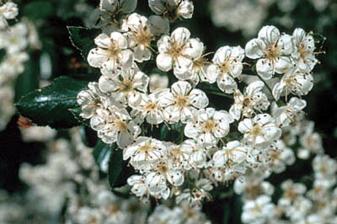 Washington Hawthorn