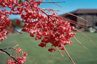 Winterberry Euonymus