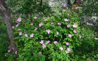 Woods’ Rose