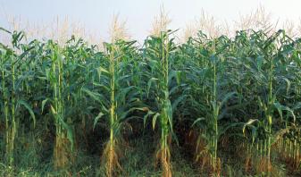 Corn Rows