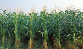 Rows of corn