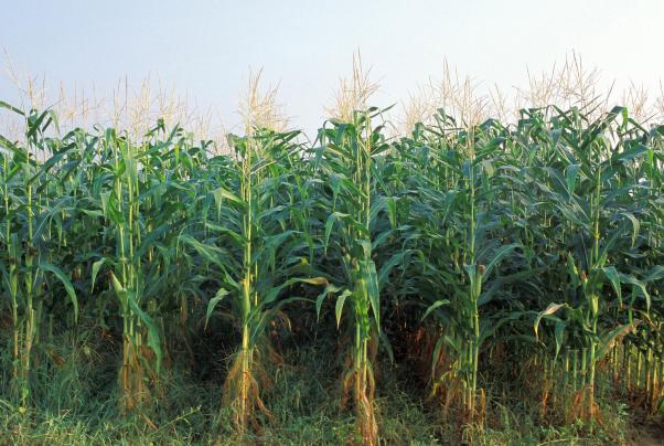 Corn Rows