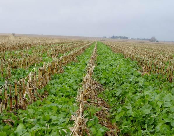 Cover Crops