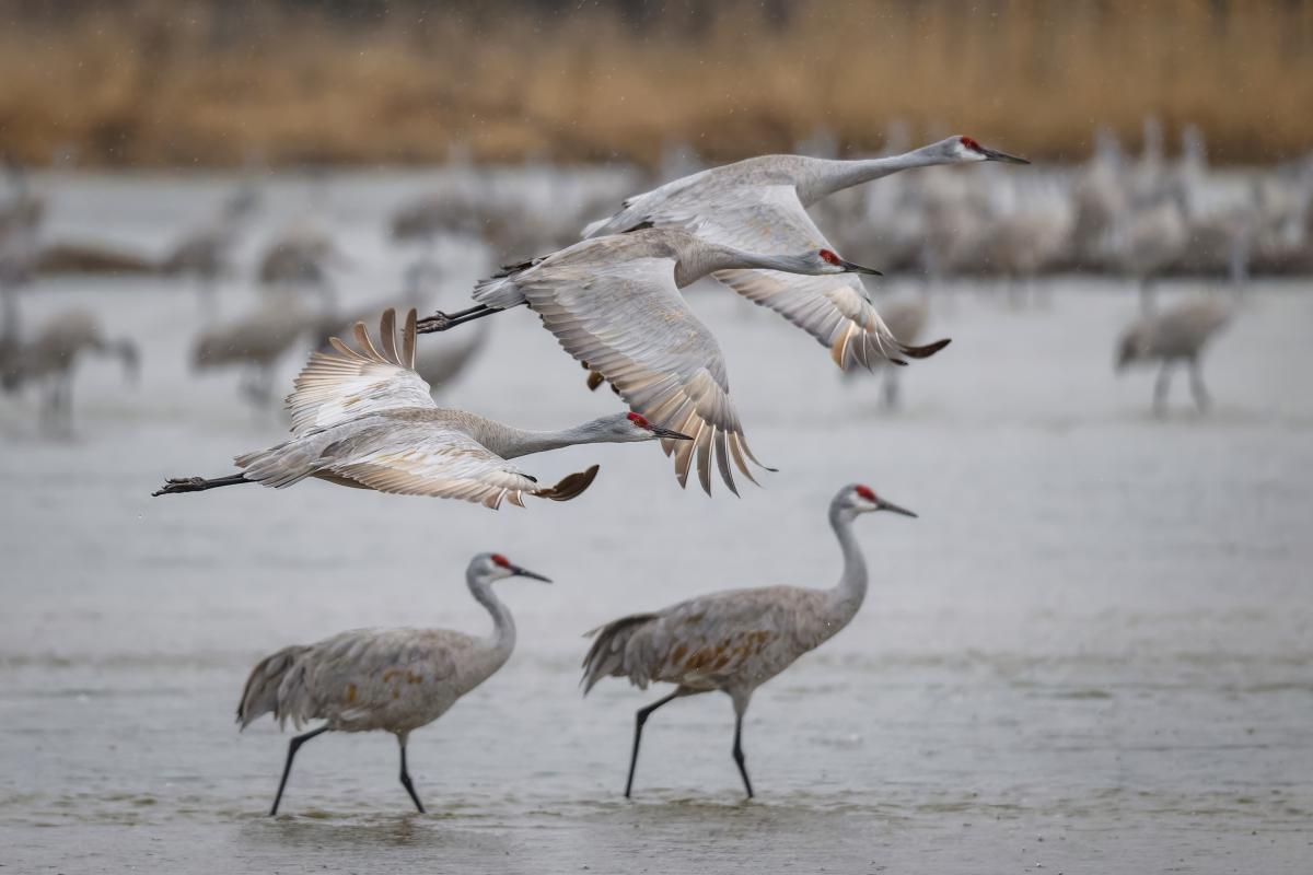 Cranes
