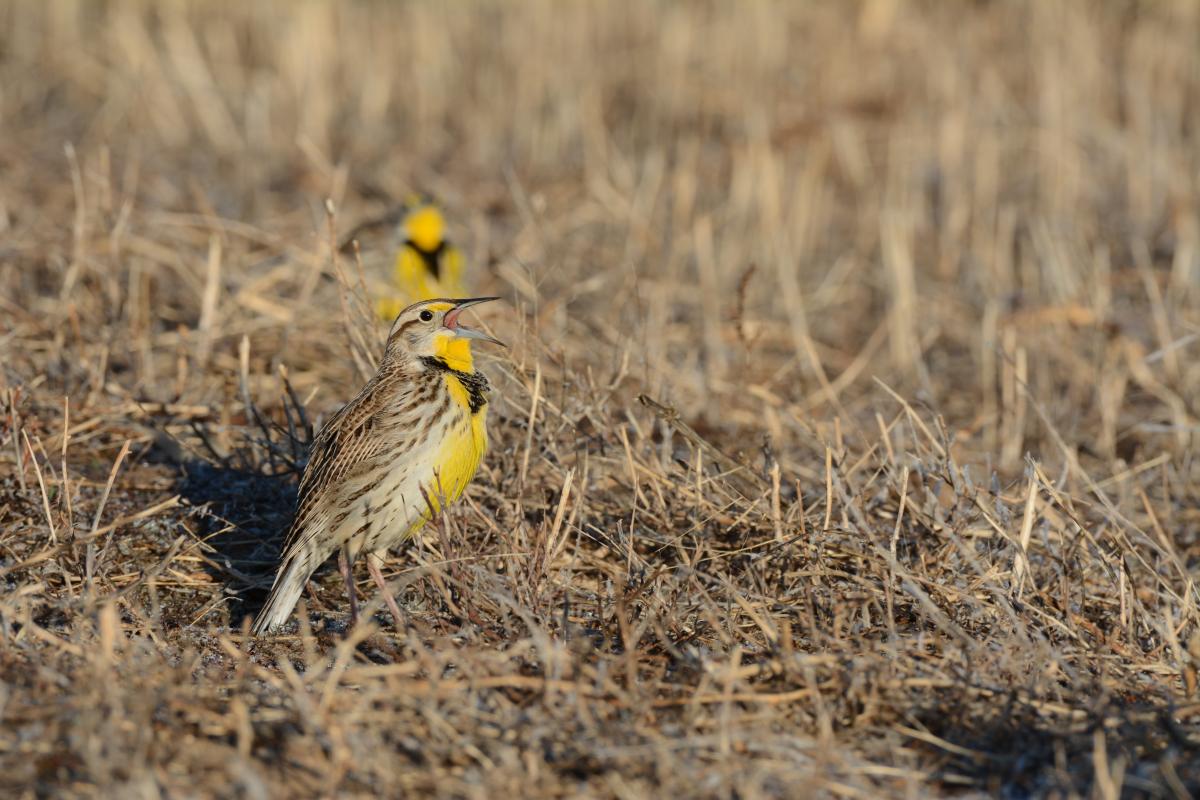 Western Meadowlark Bird