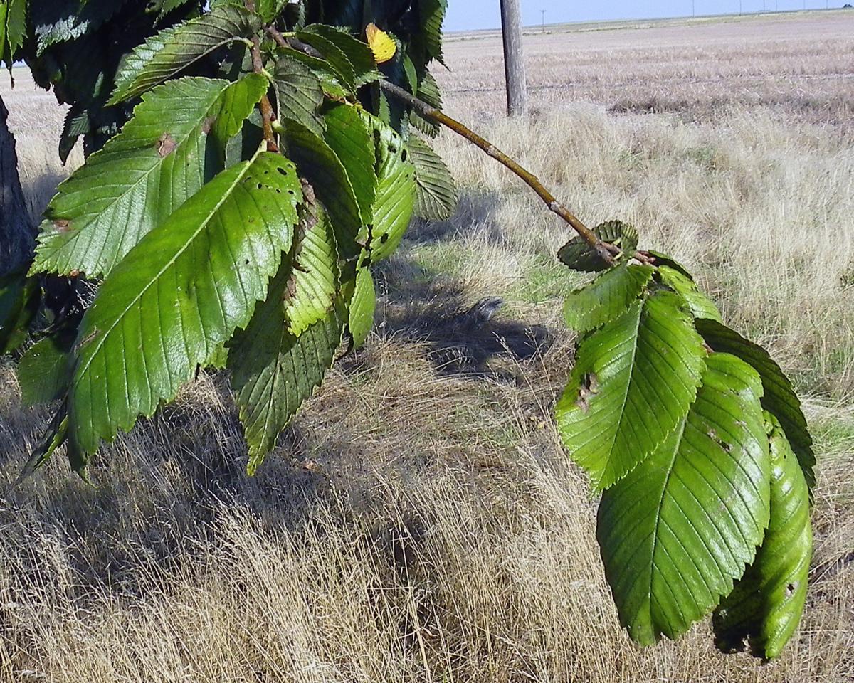 American Elm