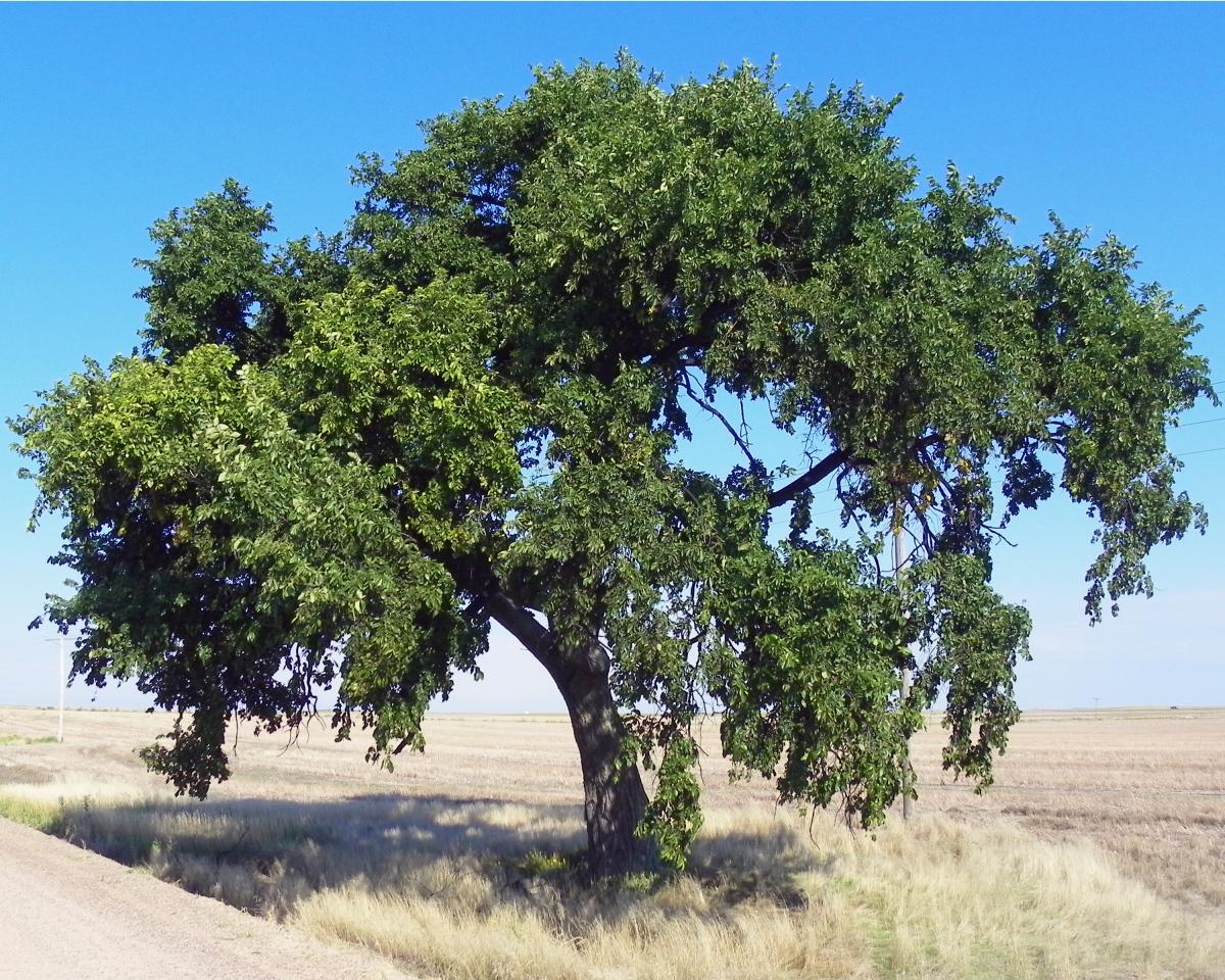 American Elm