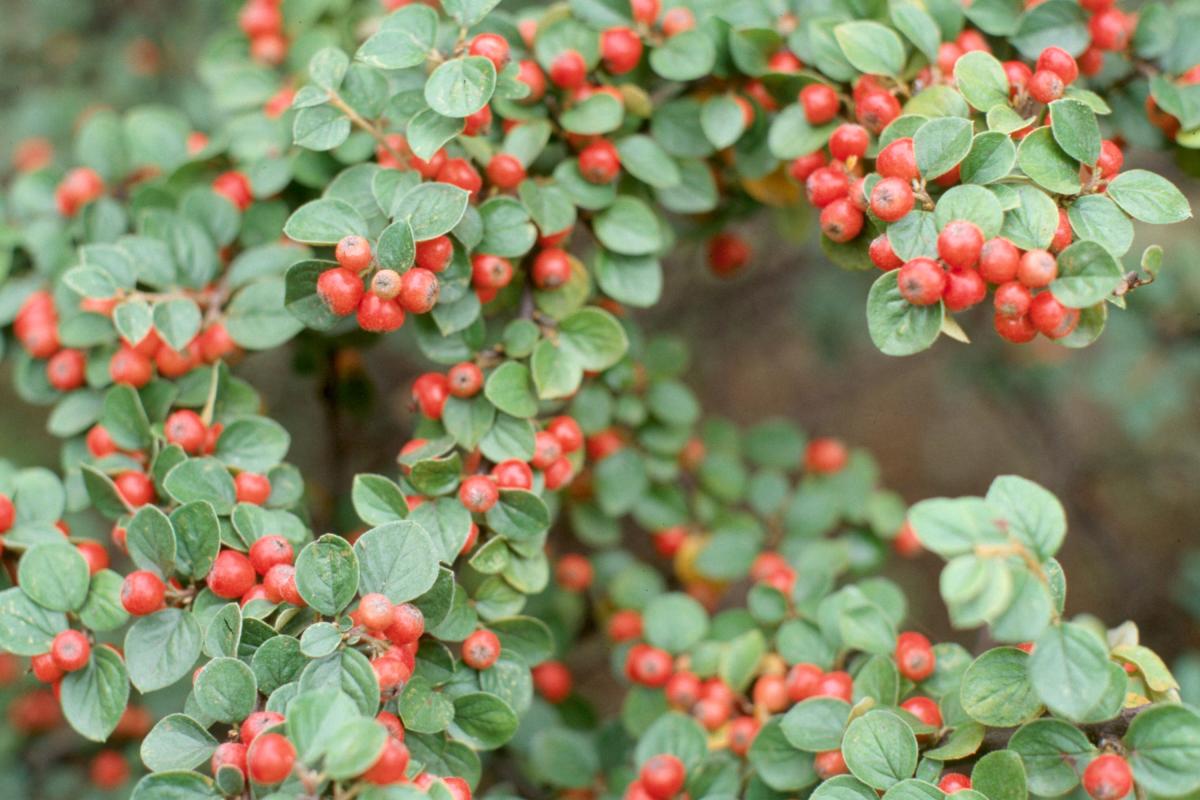 Centennial Cotoneaster
