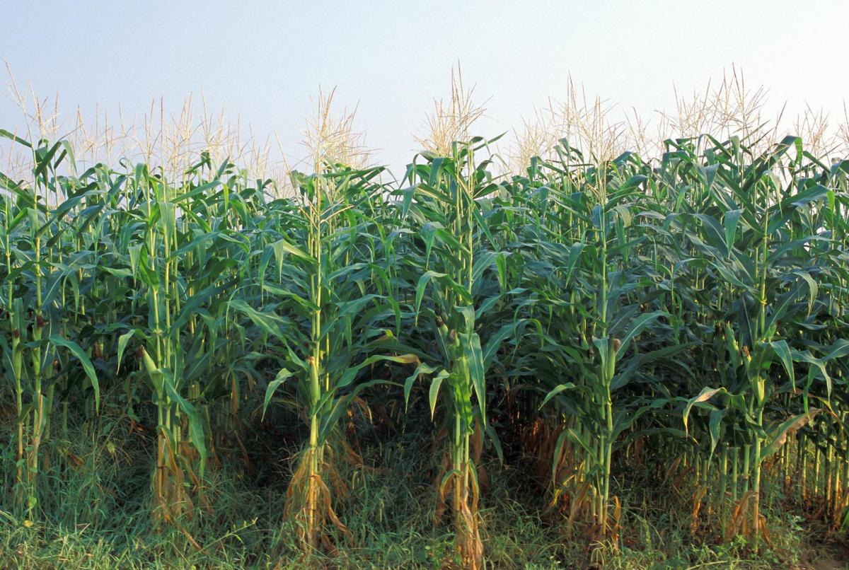 Corn Rows