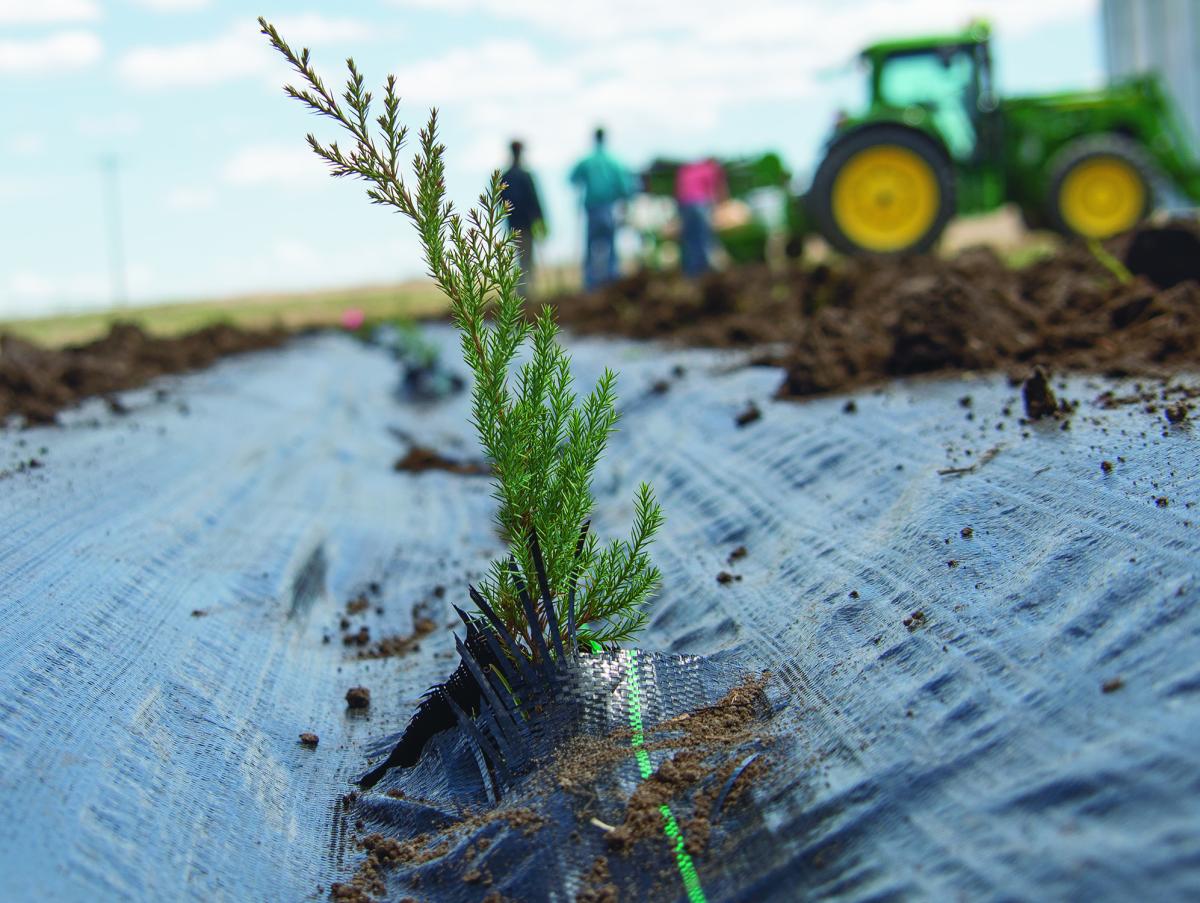 Tree Planting in Twin Platte NRD