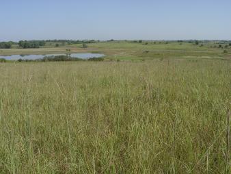 Little Salt Fork Marsh Preserve