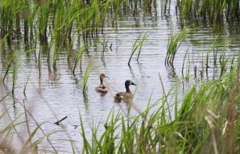 Teal View Wetland Education Area