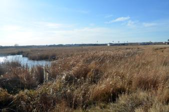 Whitehead Saline Wetland