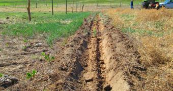 Natural Resources Districts Conservation Tree Program